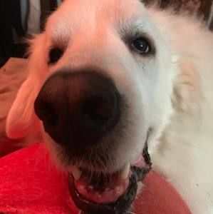 Meet your Posher, Lance